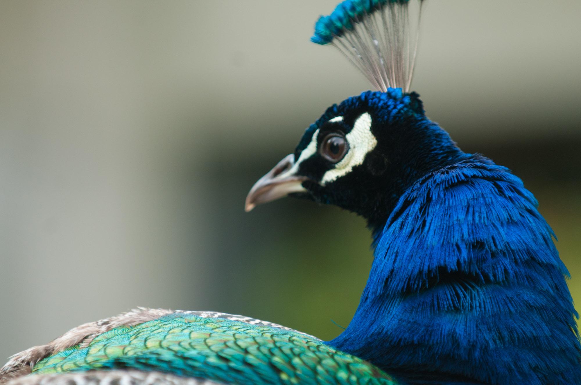 Peacock 