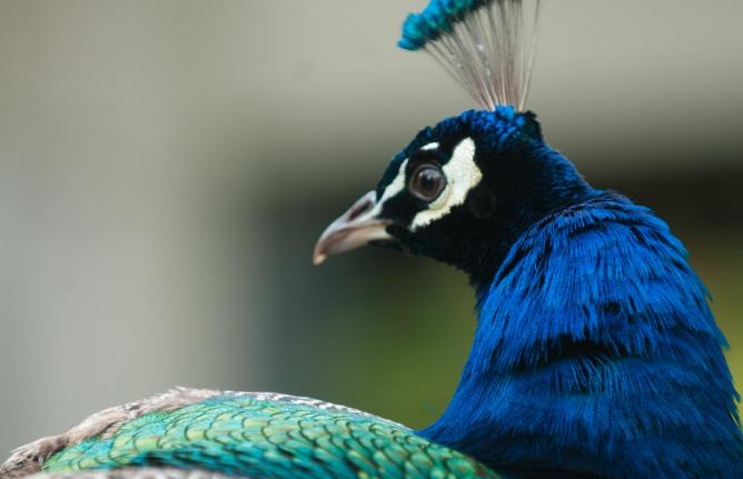 Peacock 