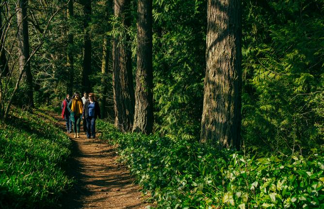 people walking through forest