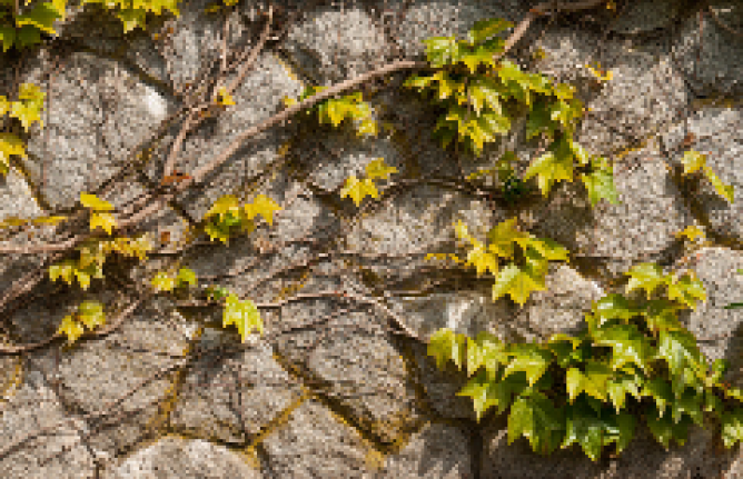 Ivy growing across a rock wall