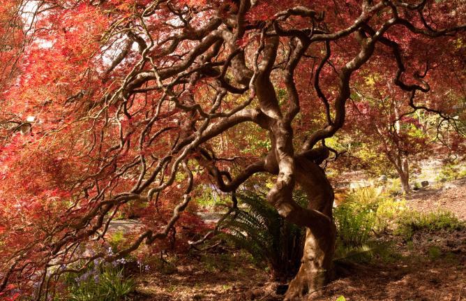 A red tree in RRU's Japanese Garden