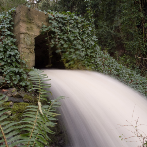 Water fall with ivy on RRU campus