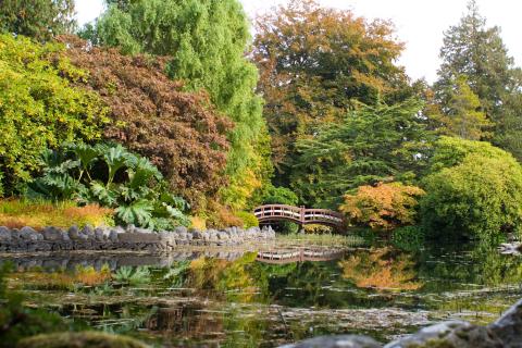 Japanese garden pond and bridge
