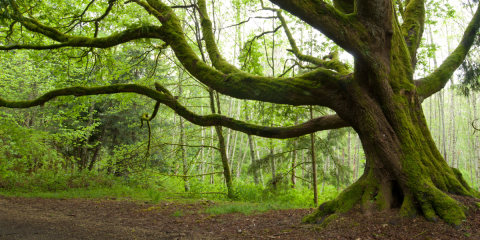 Large tree over path in forest