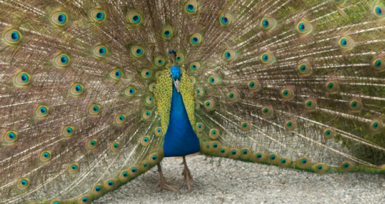 peacock picture