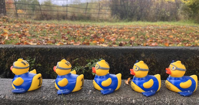 ducks in a row