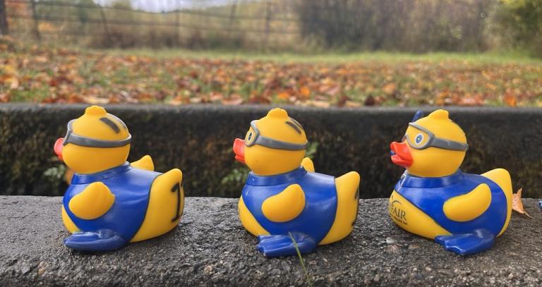 three ducks in a row