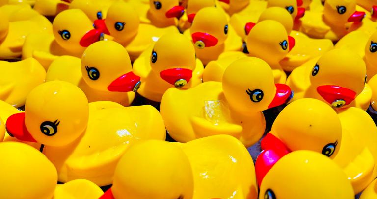 Many yellow rubber ducks in a group.
