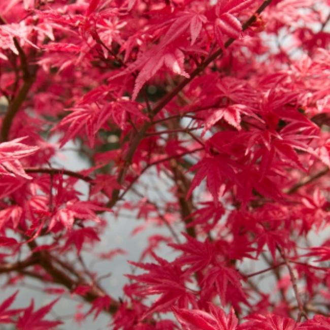 Japanese maple tree