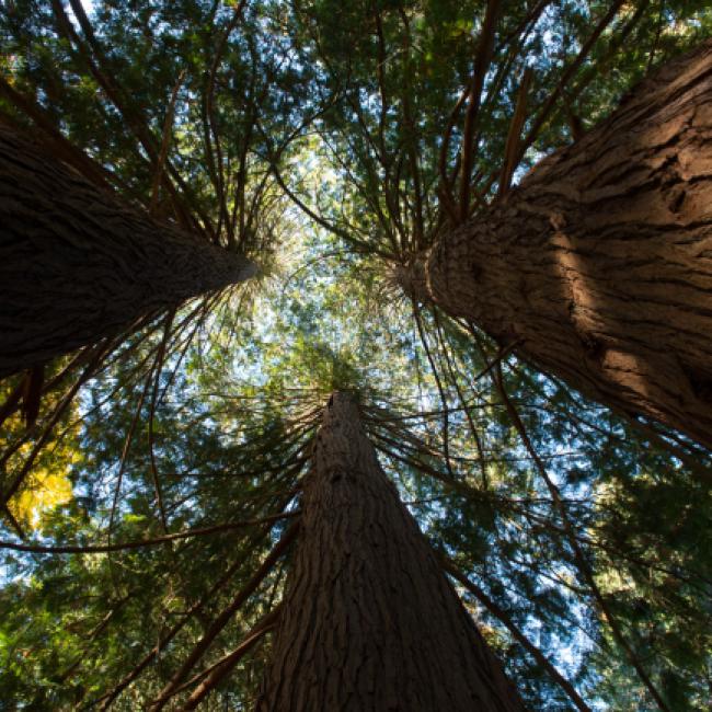 picture of tree trunks